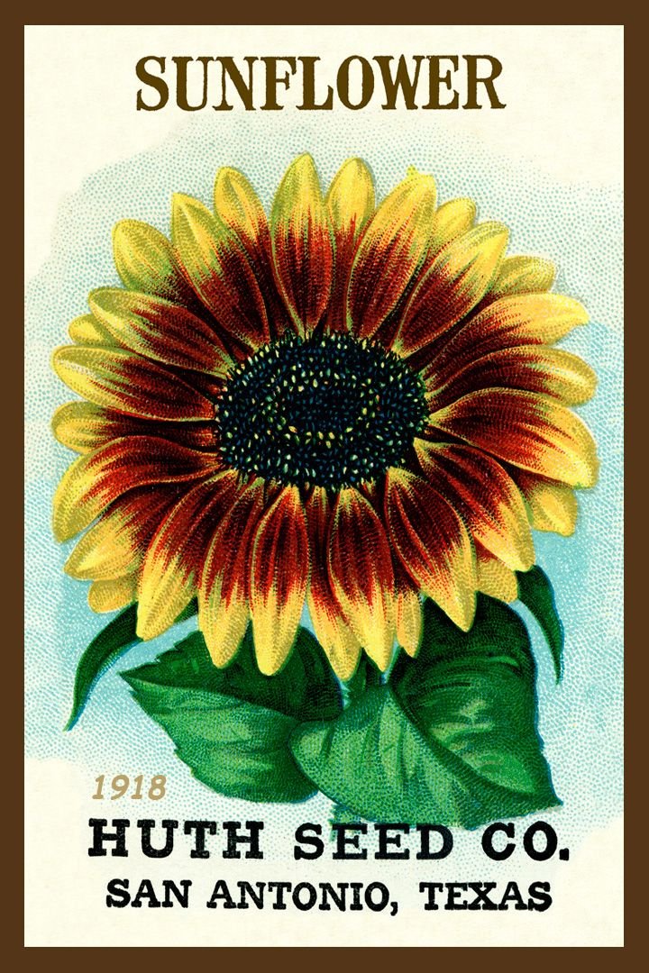 Vintage Sunflower Seed Packet